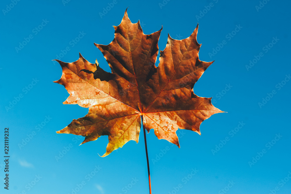 Maple leaf against blue clear sky. Fall foliage concept. Clear autumn day, September, October, nature Maple leaf against blue clear sky. Fall foliage concept. Clear autumn day, September, October, nature