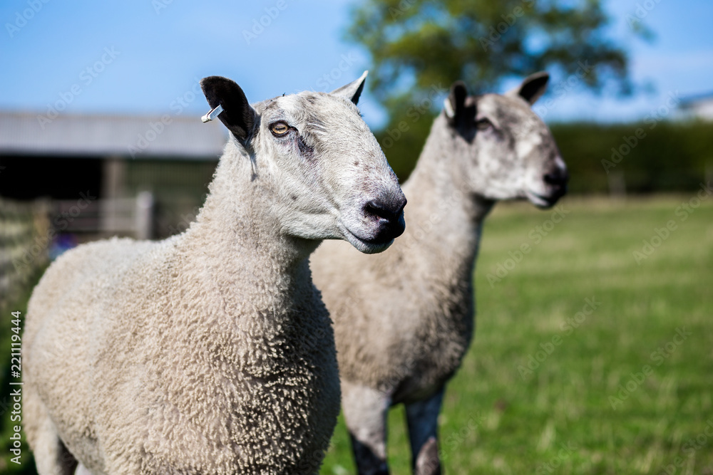 Two strong rams looking at camera in field