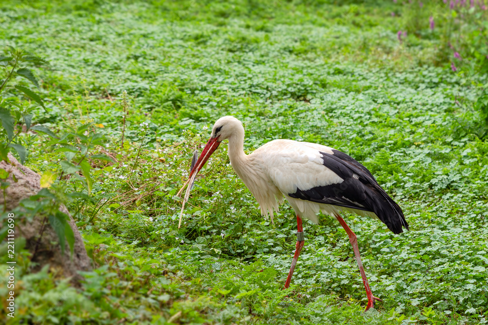 Fototapeta premium stork, big bird