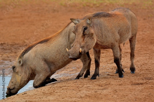 Warzenschwein