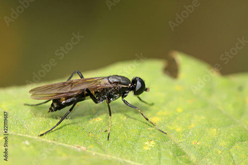blackwater gadfly