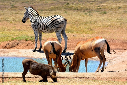 Zebra & Kuhantilopen am Wasserloch