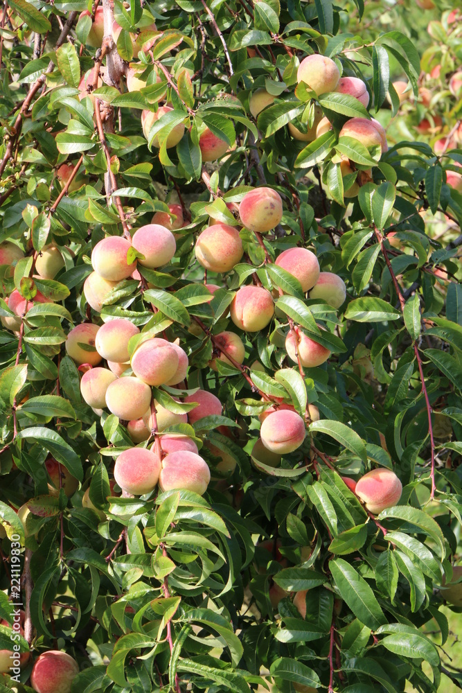 Peach Tree, organic Peaches, Pfirsichbaum, biologische Pfirsiche