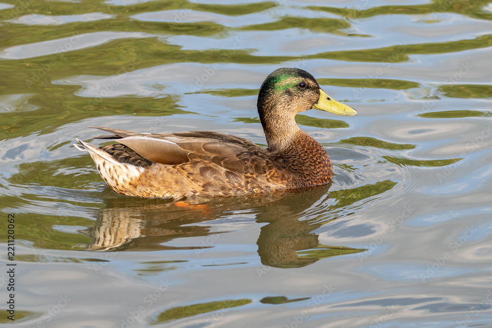 First year juvenile drake mallard duck with reflection swimming on a still lake in late summer First year juvenile drake mallard duck with reflection swimming on a still lake in late summer