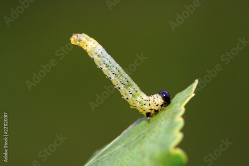 Sawfly larvae on green leaf