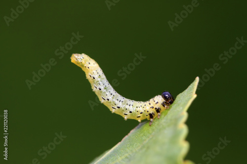 Sawfly larvae on green leaf