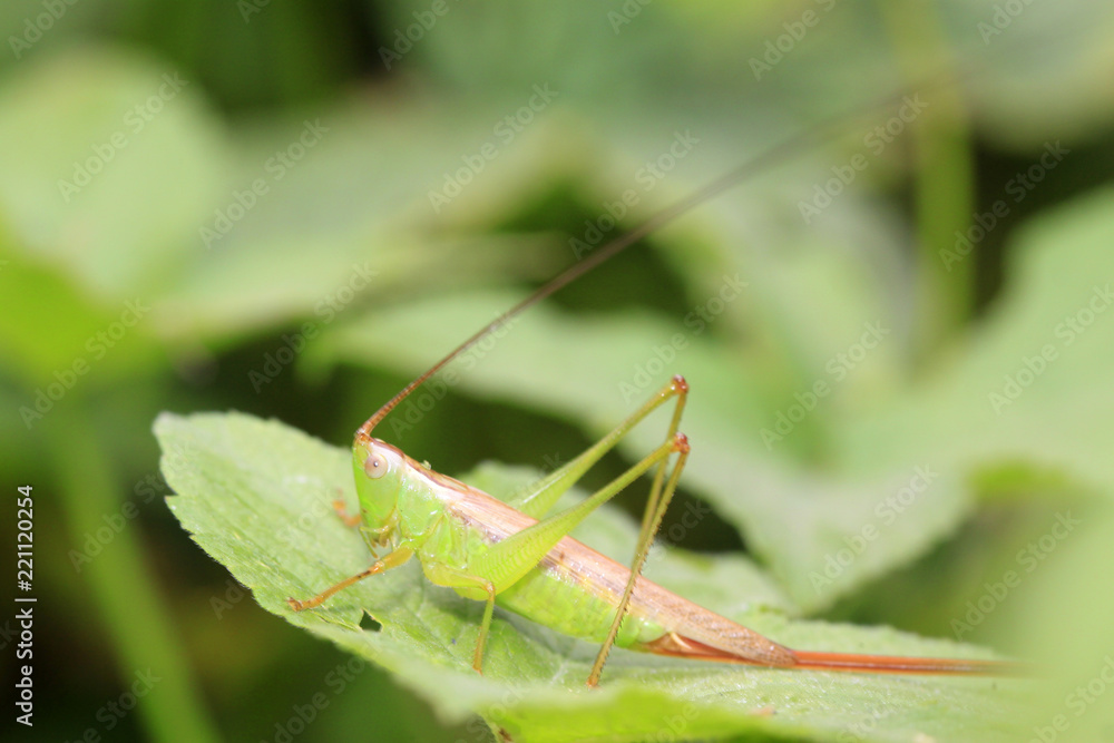 katydids nymphs katydids nymphs