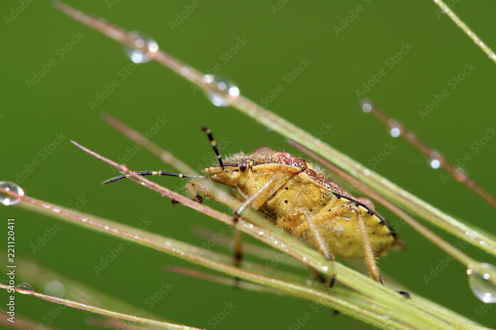 Fototapeta premium stinkbug on green leaf