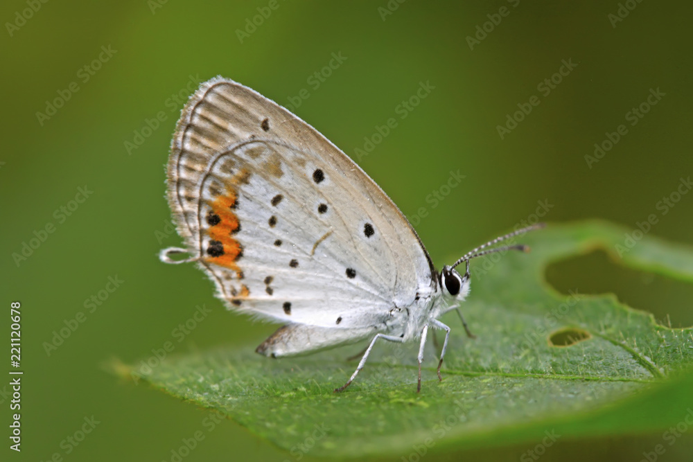 lycaenidae lycaenidae