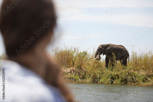 Tourist looking at elephant across river, Zambezi, Zambia photo