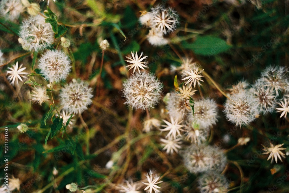 Sweet little Dandelions Sweet little Dandelions