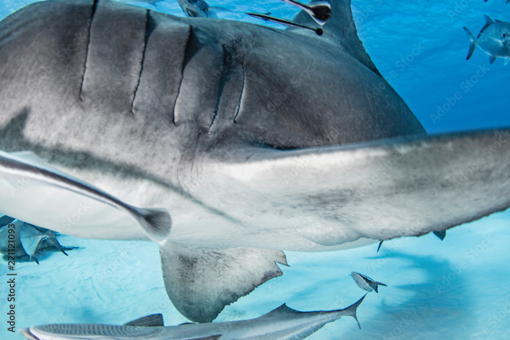 Great hammerhead shark, other fish in background, Alice Town, Bimini