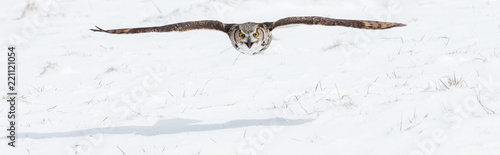 Colour landscape image of a great horned owl in flight shot against a snow winter scene.