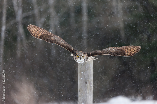 Colour landscape image of a great horned owl in flight shot against a snow winter scene.