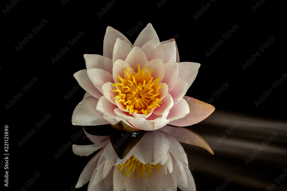 Pink water lily