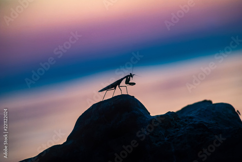 Silhouette of a praying mantis at dawn, beautiful colors,