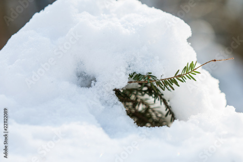 Schneedach im Wald photo