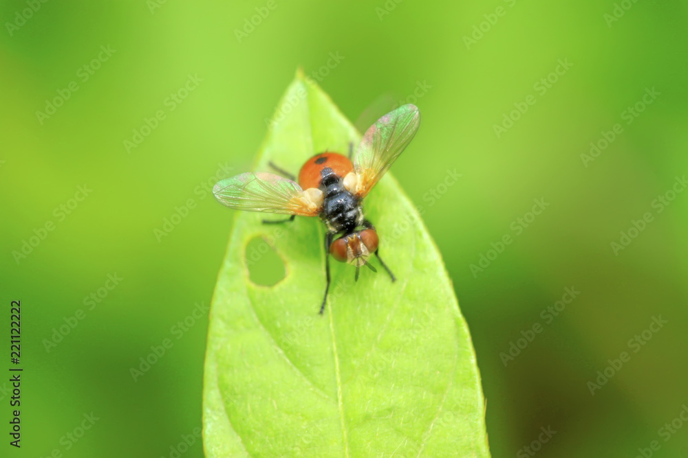 Flies insects on the green leaves Flies insects on the green leaves