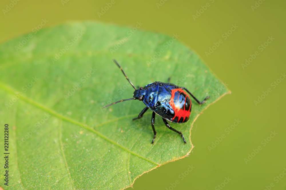 Naklejka premium black stinkbug larvae on green leaf