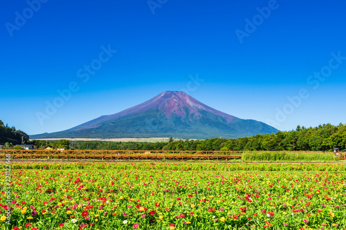 富士山と百日草の花畑