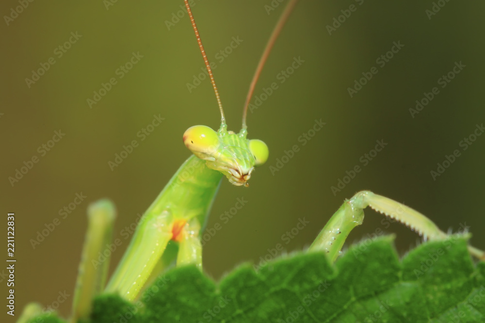 tenodera mantis tenodera mantis