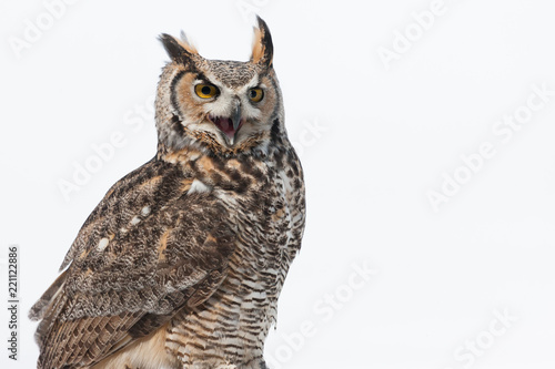 Colour landscape image of a great horned owl in flight shot against a snow winter scene.