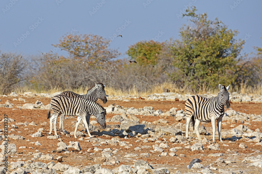 Obraz premium Steppenzebras (Equus quagga) im Etosha Natioalpark in Namibia