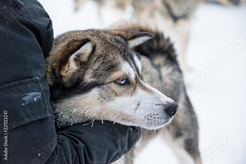 Husky dog close-up, Lapland, Finland
