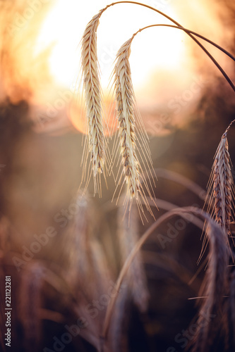 Fototapeta Naklejka Na Ścianę i Meble -  Ähren im Sonnenuntergang