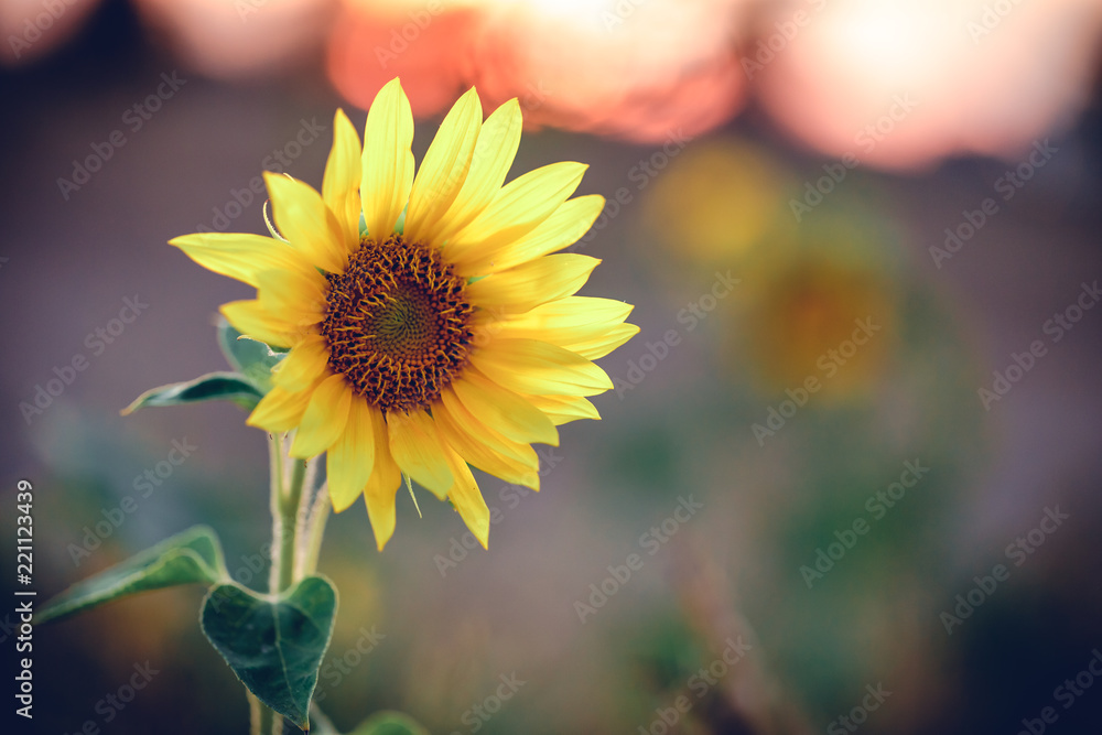 Fototapeta premium Sonnenblume im Sonnenuntergang