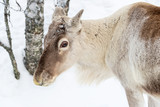 Young reindeer in the forest in winter, Lapland, Finland