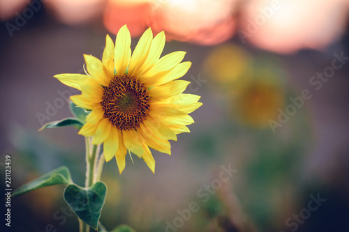 Fototapeta Naklejka Na Ścianę i Meble -  Sonnenblume im Sonnenuntergang