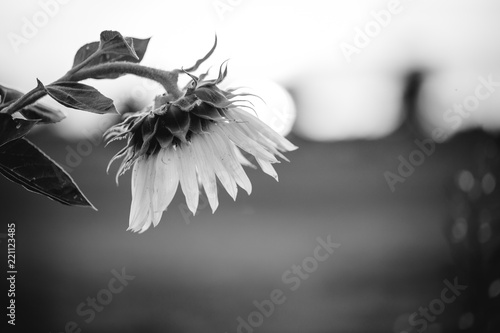 Fototapeta Naklejka Na Ścianę i Meble -  Sonnenblume im Sonnenuntergang