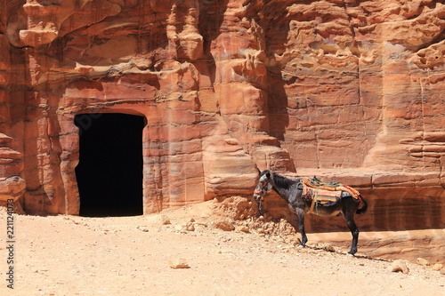 Donkeys Of Petra in Jordan