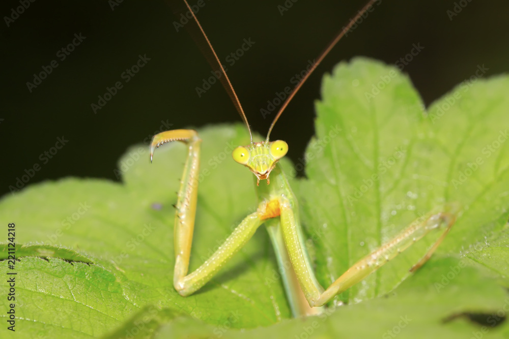 tenodera mantis tenodera mantis