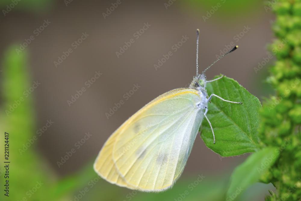 white crataegi white crataegi