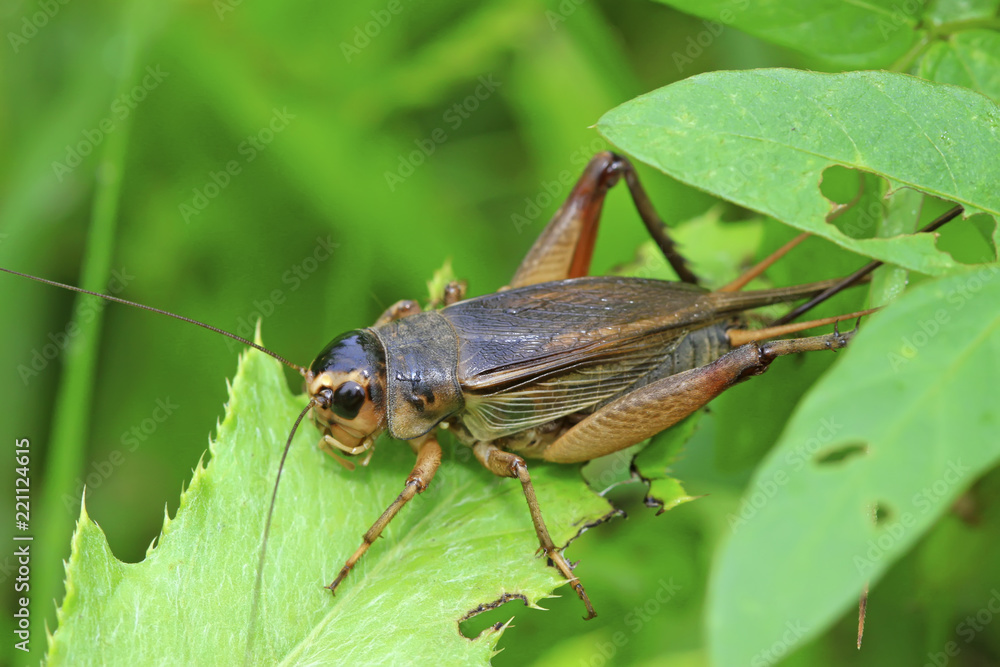 cricket insects cricket insects