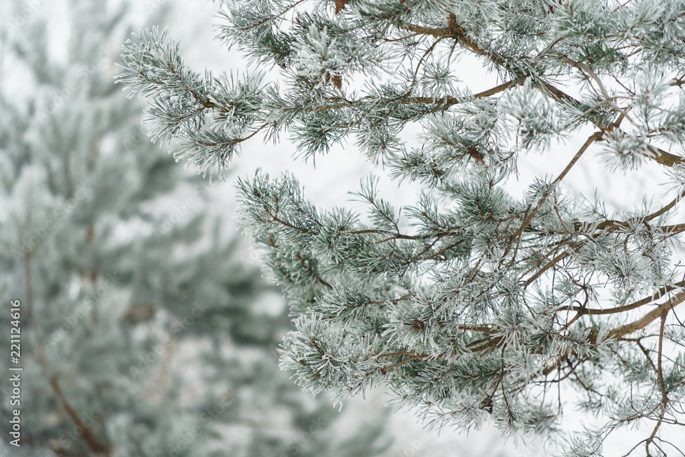 Obraz premium winter in the park