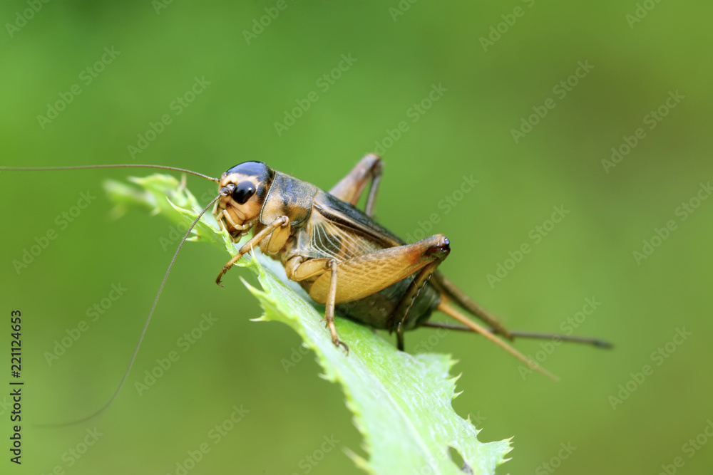 Fototapeta premium cricket insects