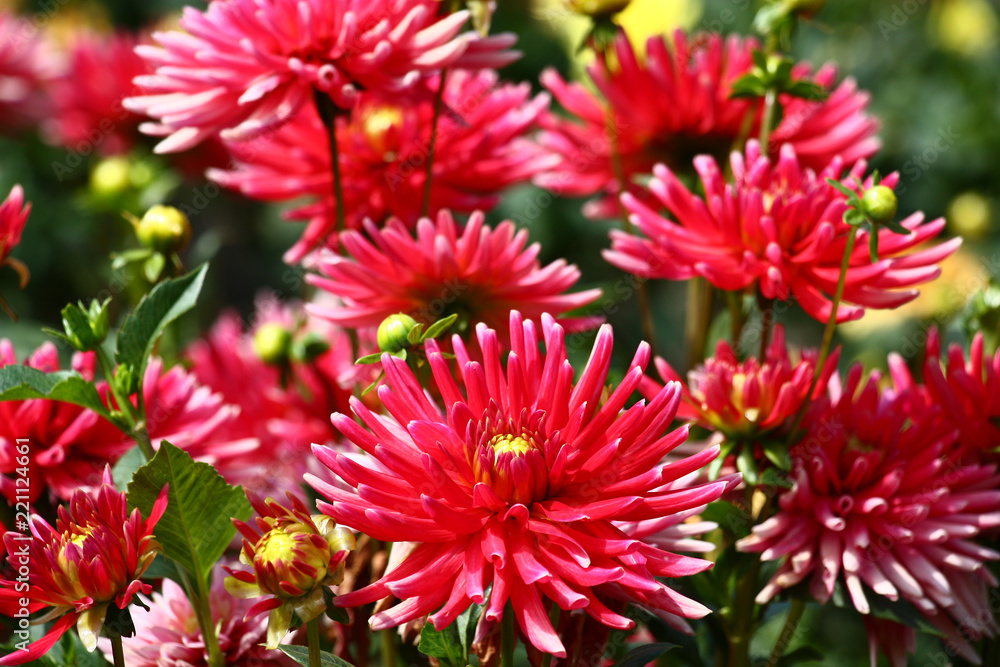 Red dahlias./In a flower bed a considerable quantity of flowers dahlias with petals in various tones of red color. Red dahlias./In a flower bed a considerable quantity of flowers dahlias with petals in various tones of red color.