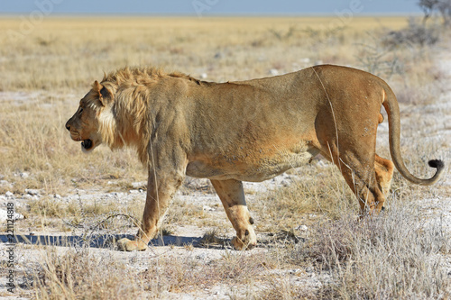 Fototapeta Naklejka Na Ścianę i Meble -  Löwenmännchen (panthera leo) im Etosha Nationalpark in Namibia