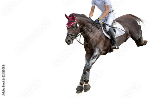 Fototapeta Jumping horse with a rider isolated on white background