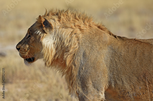 Fototapeta Naklejka Na Ścianę i Meble -  Löwenmännchen (panthera leo) im Etosha Nationalpark in Namibia