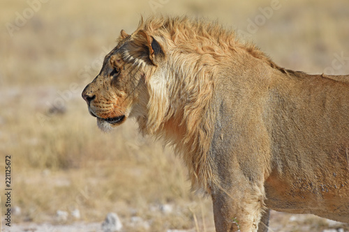Fototapeta Naklejka Na Ścianę i Meble -  Löwenmännchen (panthera leo) im Etosha Nationalpark in Namibia