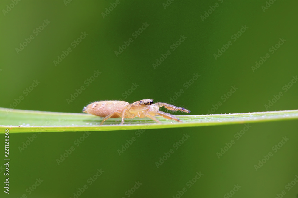 spider spider