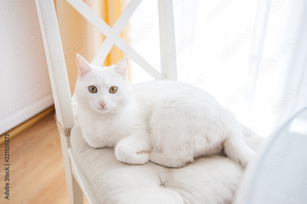 a portrait of a cute white cat at home