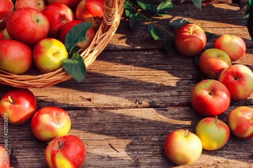 Apple picking, fall harvest concept. Apples on old shabby wooden planks. Horticulture, orchard, gardening, august, autumn, fall, basket, board