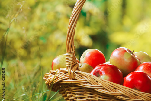 Basket of apples. Summer grass, blurred green background. August harvesting, autumn, apple picking concept. Farming, orchard, nature, organic food