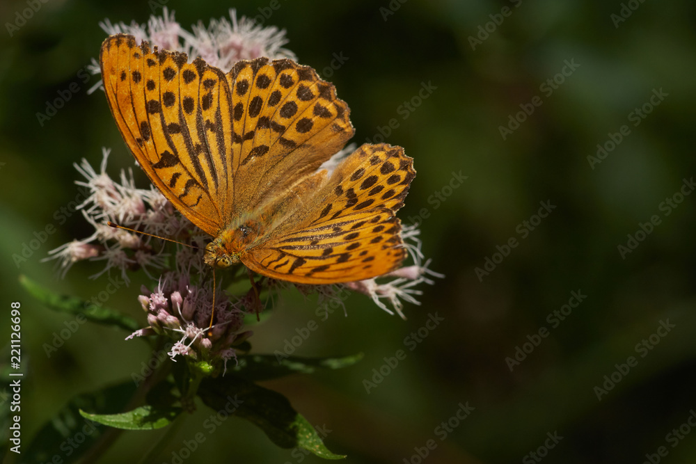 Silver-washed fritillary (Argynnis paphia) Silver-washed fritillary (Argynnis paphia)