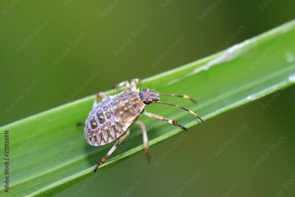 Naklejka premium stinkbug on green leaf